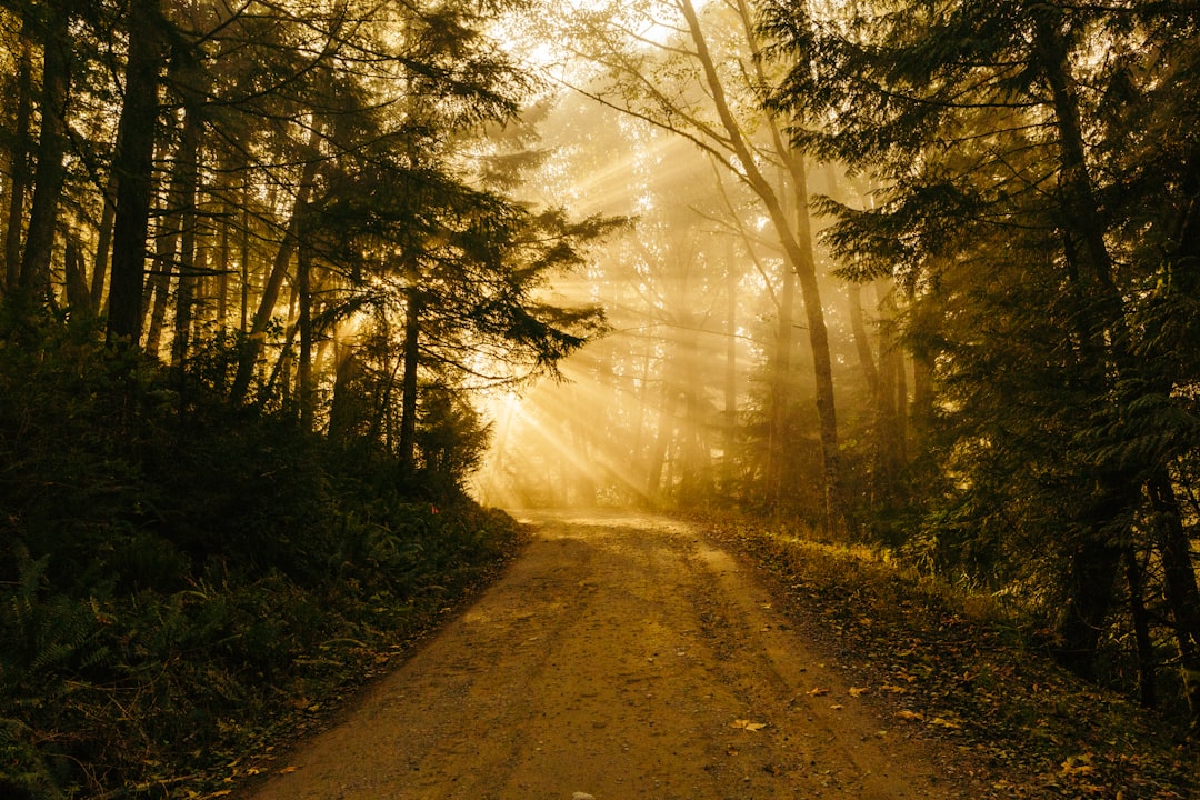 Lush forest path